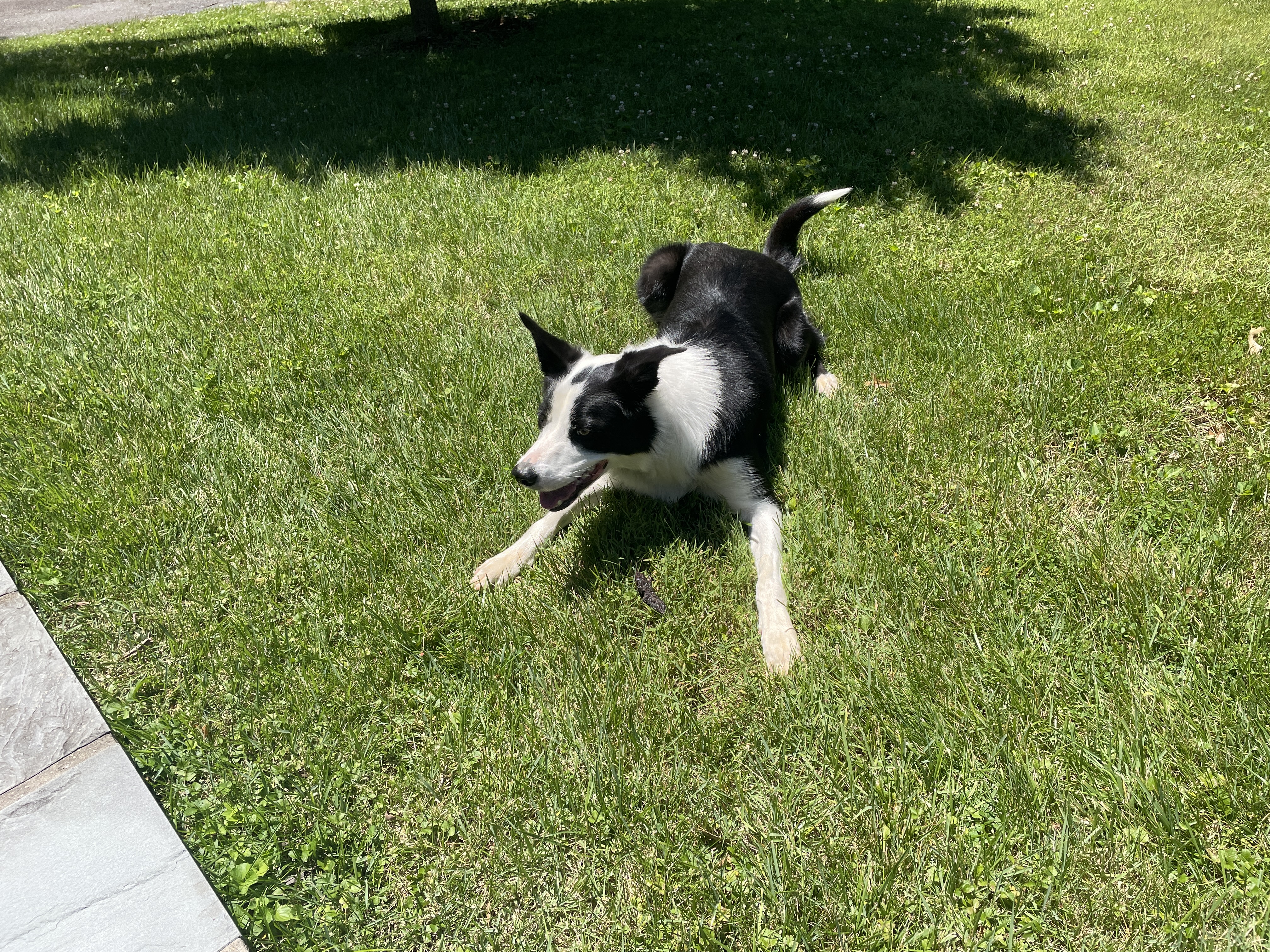 Zeke the border collie
