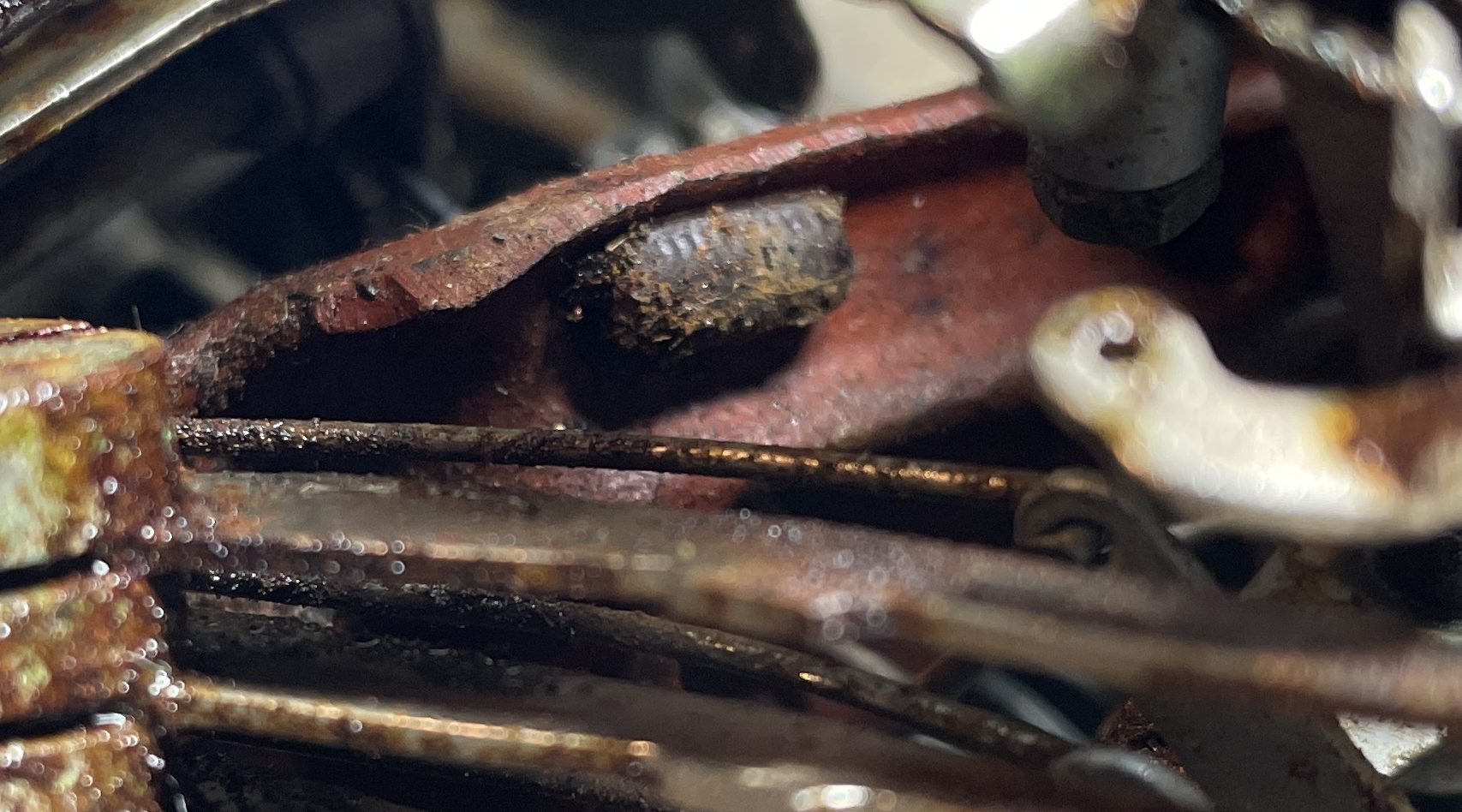 Dead potato bugs in guts of 1957 Olympia SM3 typewriter