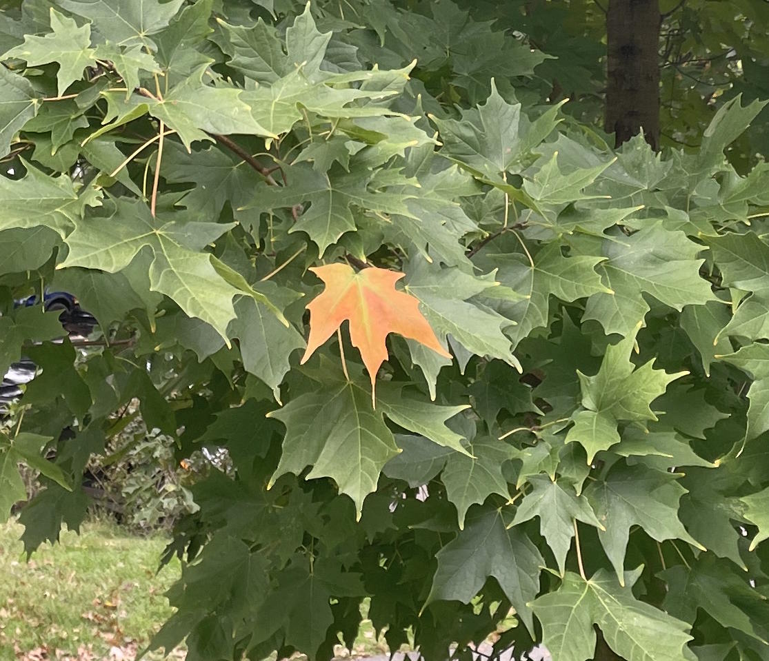 first leaf changing on a maple tree